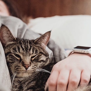 superar la muerte de un gato