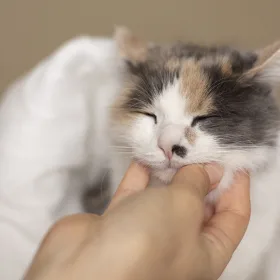 me siento culpable por la muerte de mi gato