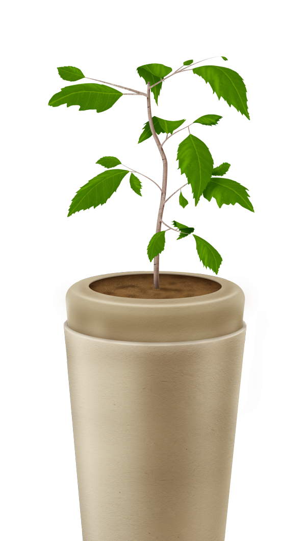Urna que se convierte en árbol cenizas